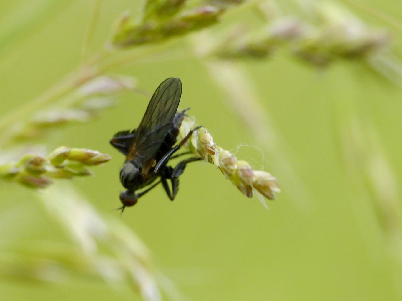 Piccolo Empididae con zampe pennate